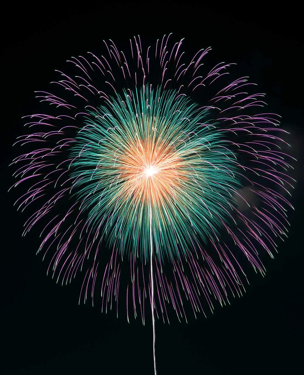 五重芯菊先紫光露