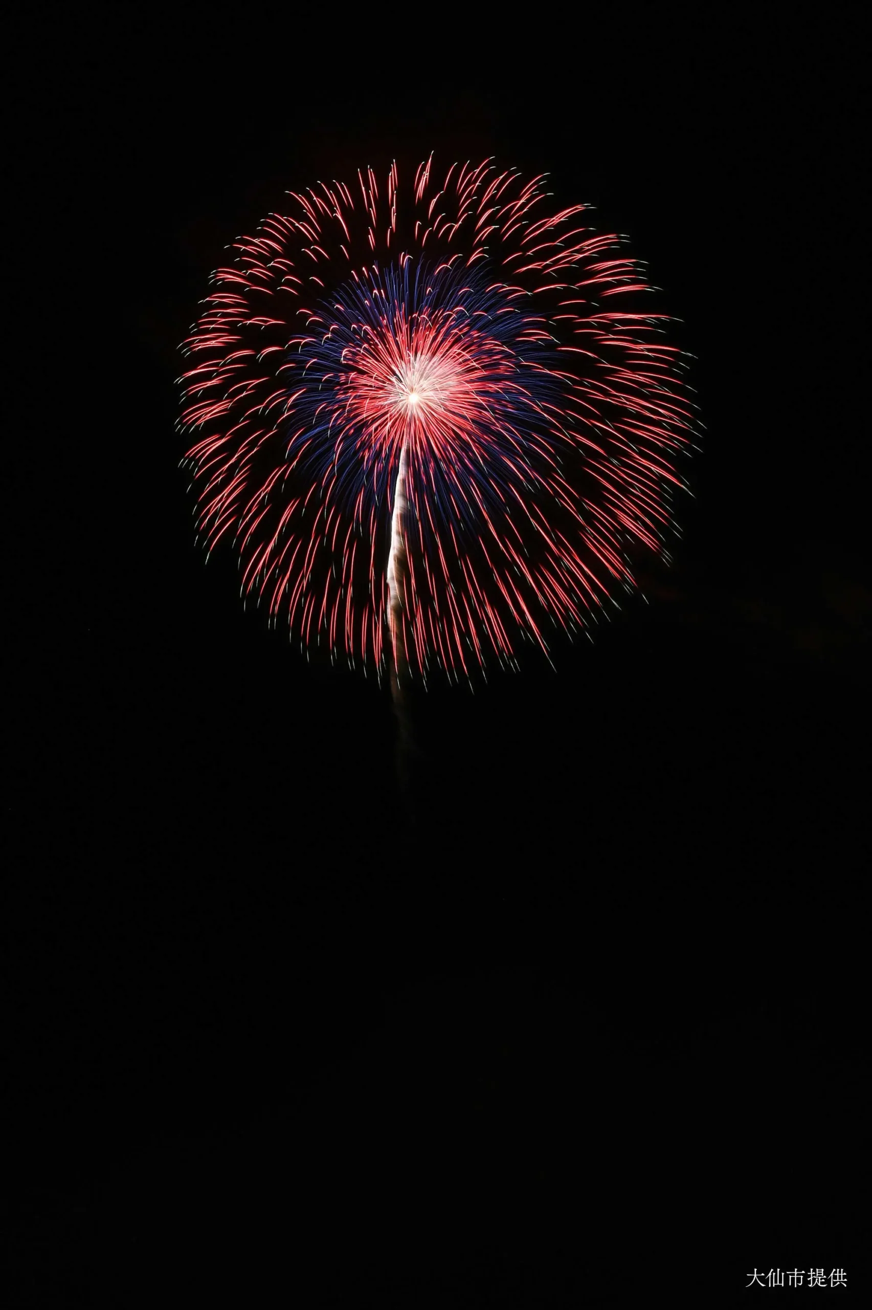 昇曲導付 三重芯変化菊