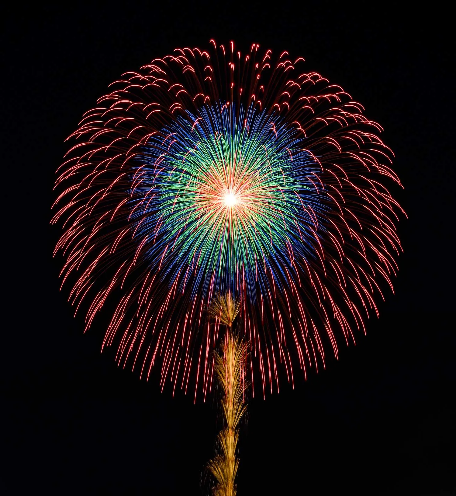 昇曲付 四重芯引先変化菊