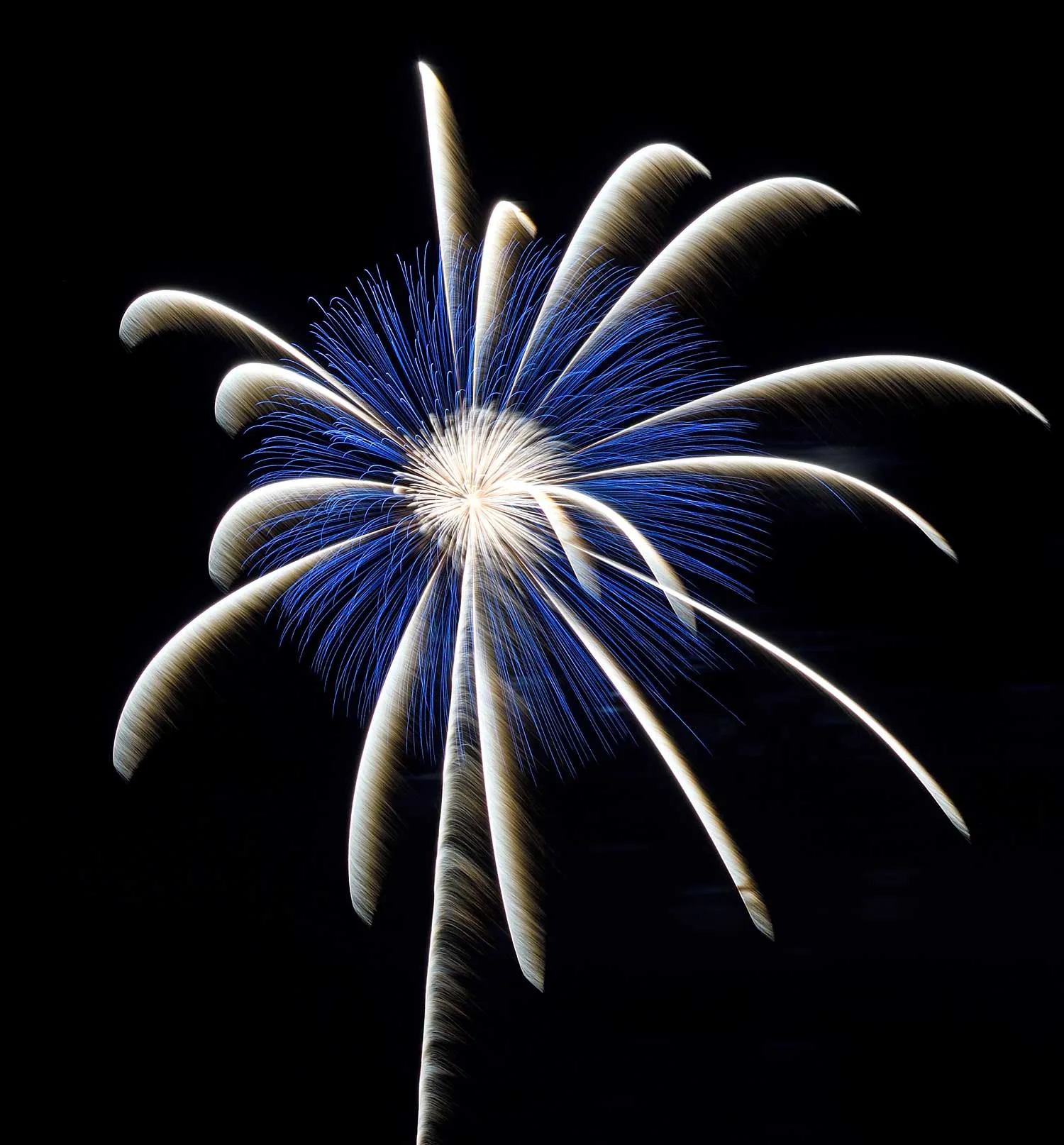 マドンナブルーの華