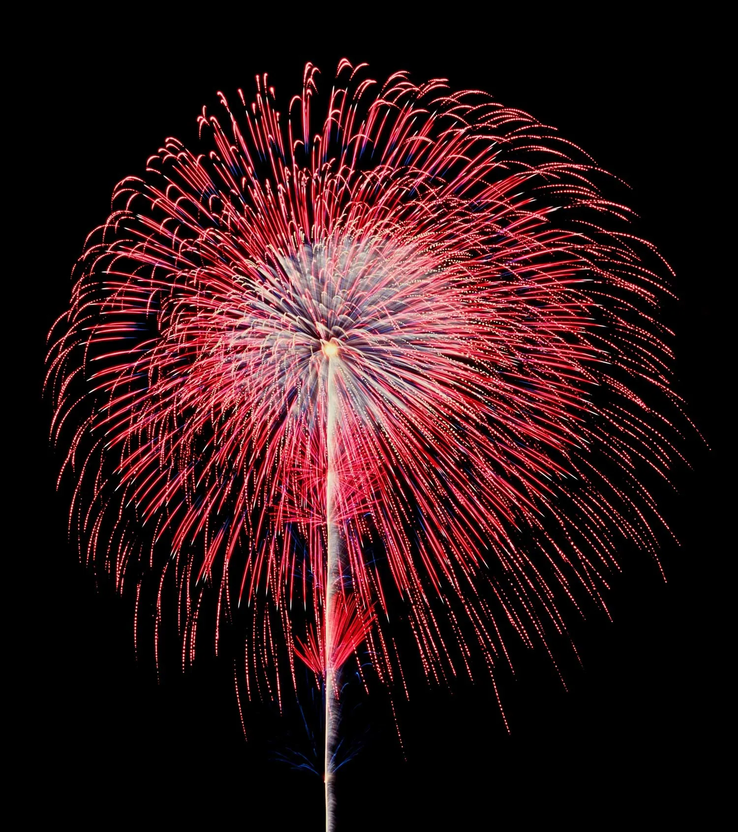 昇り曲付煌めきの花