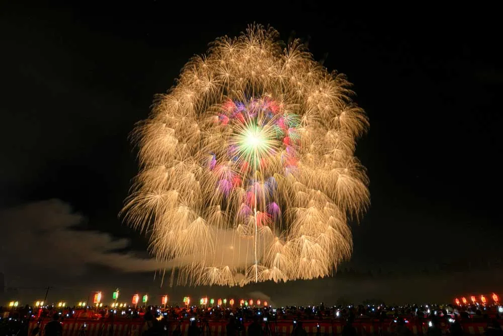 四尺玉 黄金千輪二段咲き