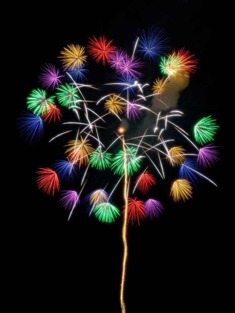 分砲小割二段咲き