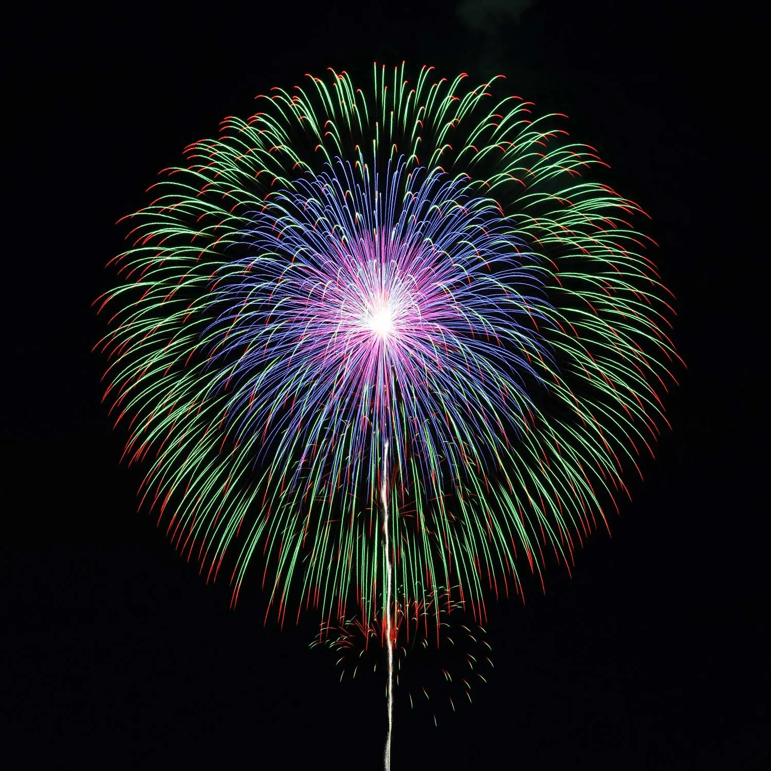 昇曲導付四重芯菊